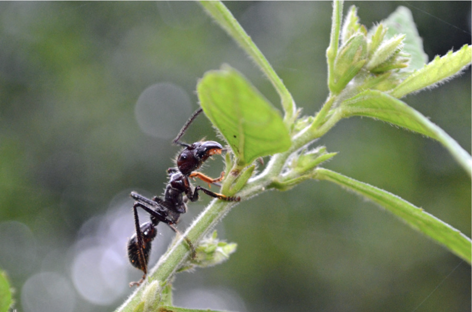 Paraponera clavata en busca de comida